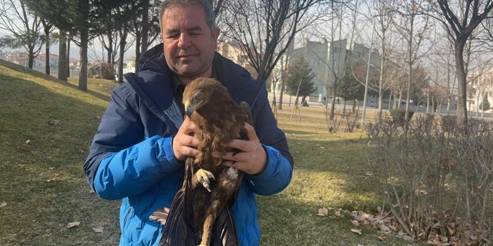 Konya’da doğa tutkunu ailenin önüne gökten yırtıcı kartal düştü