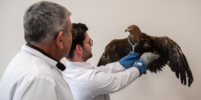 Yaralı kaya kartalı tedavi ediliyor