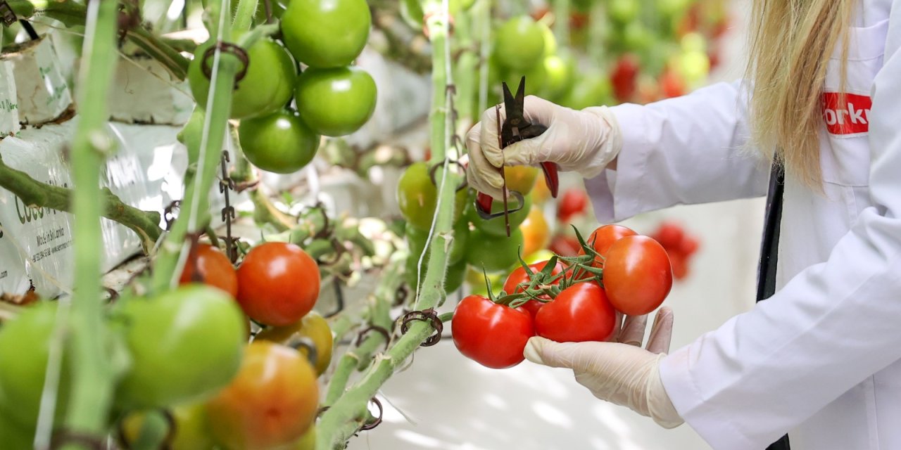 Konya'da yetiştirilen domatesler iç pazara ve yurt dışına satılıyor
