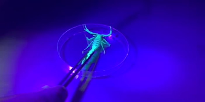 Konya'da bir akademisyen literatüre kazandırdığı akrebe soyadını verdi