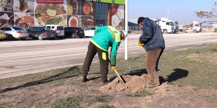 Konya'da Fidan dikim çalışmaları başladı