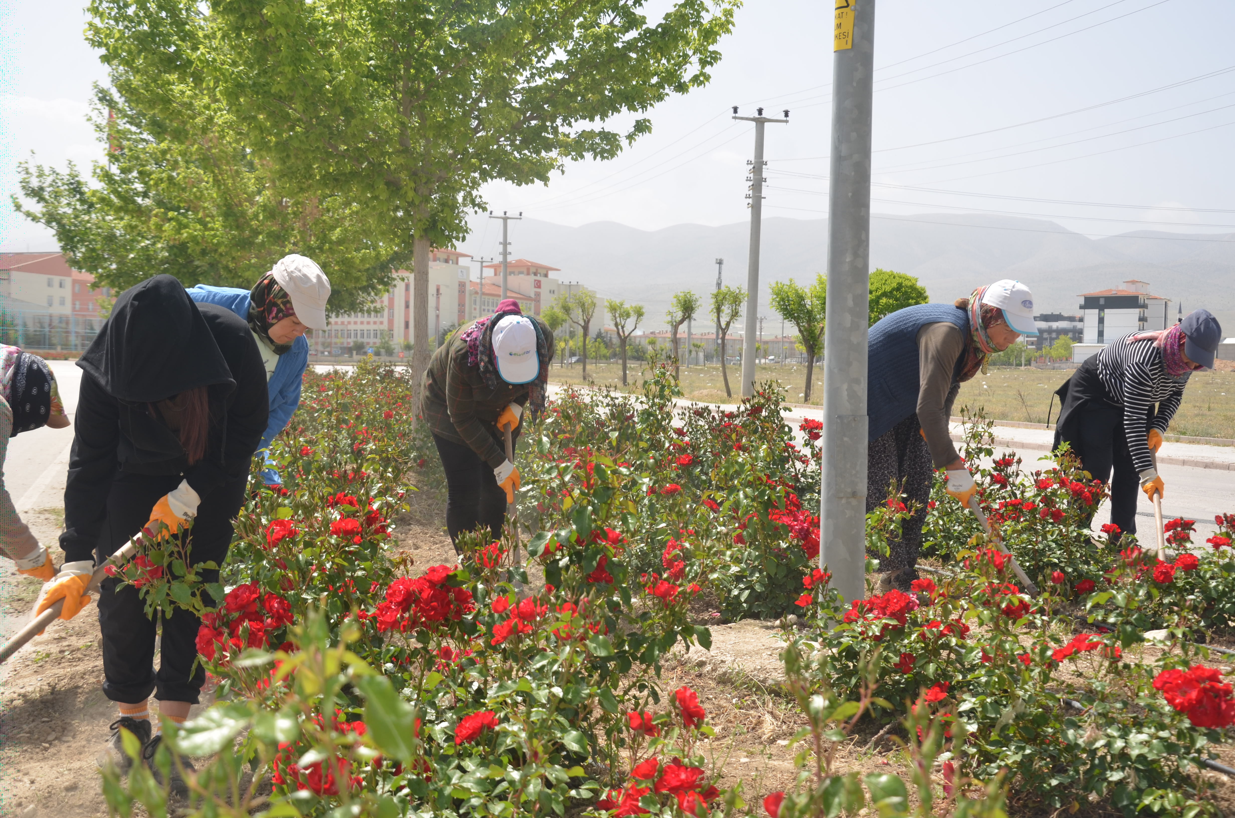Ereğli’de orta refüjlerin yeşil dokusu korunuyor