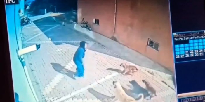 Sokak köpekleri bu sefer Konya'da çocuğa saldırdı