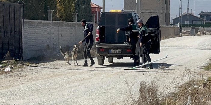 Konya'da köpeklerin saldırısında hayatını kaybeden Rana'nın ölüm raporu çıktı