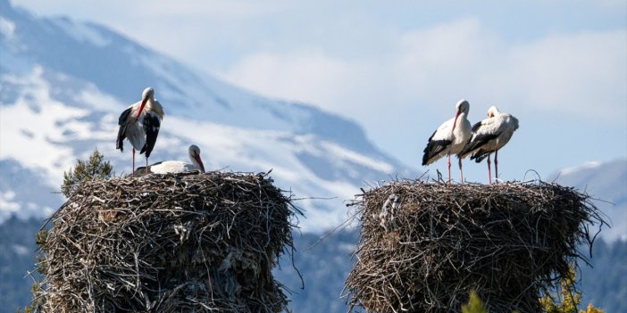 Büyük leylek kolonisi yuvaları Beyşehir'e döndü