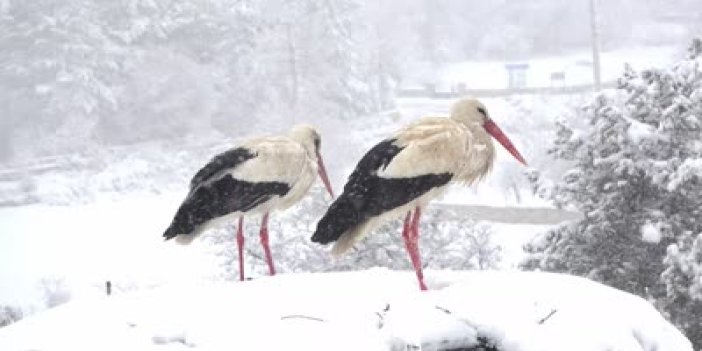 Beyşehir'de yuvalarına yerleşen leyleklere kar sürprizi