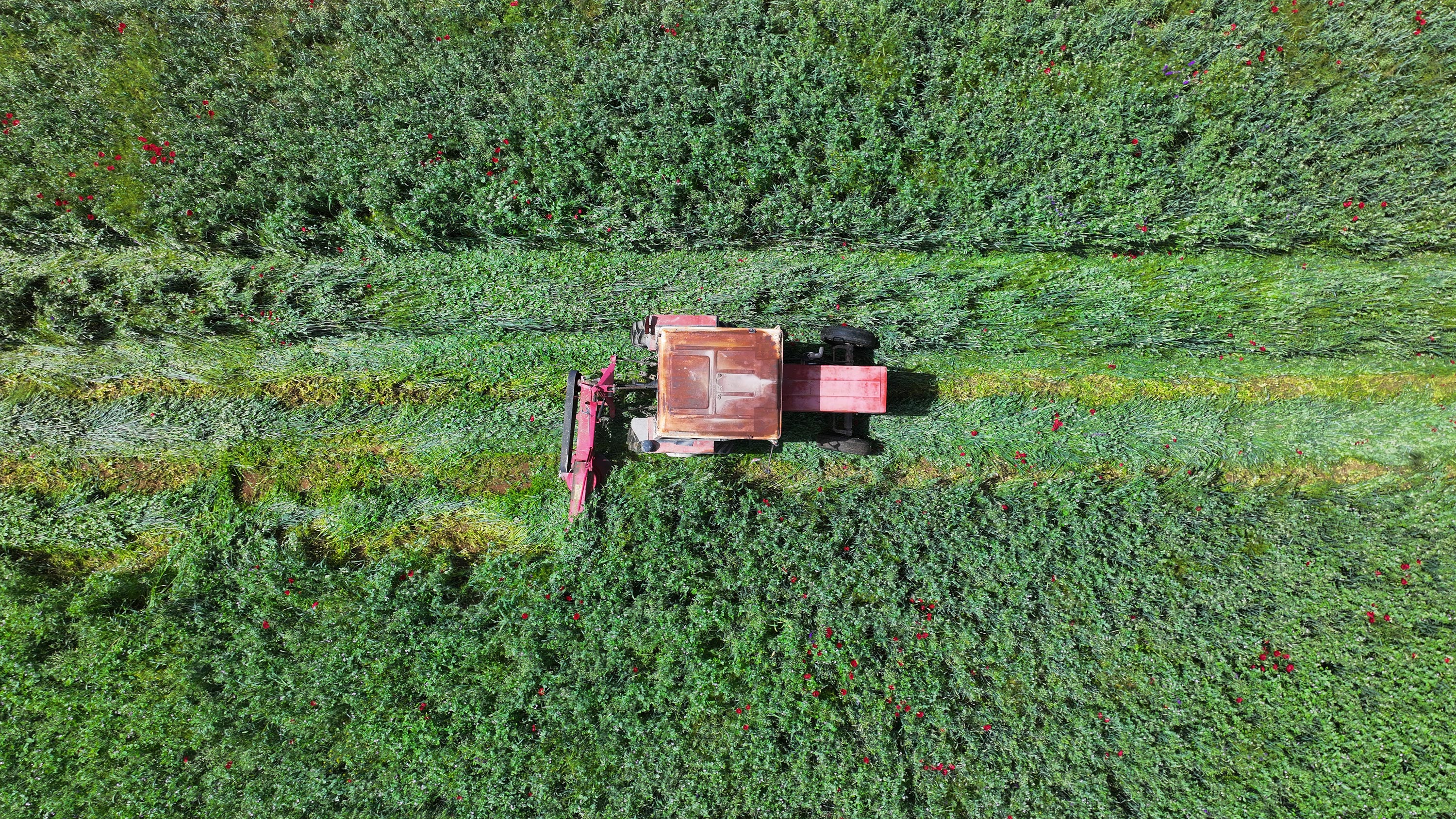 Konya'da üreticiye tohum desteği