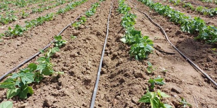 Beyşehir'de yağışlar sonrası ekili alanlarda bitki gelişimleri incelendi