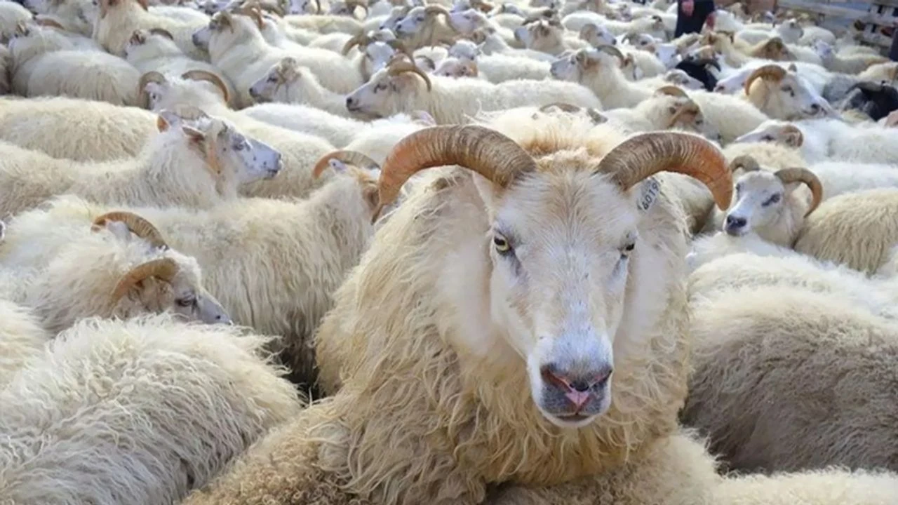 DUHA Uluslararası Kurban Organizasyonu vekâlet kabulüne devam ediyor