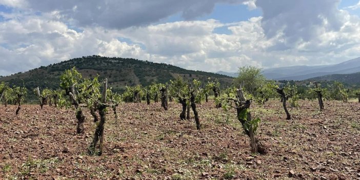 Konya'da dolu yağışı ekili alanlara zarar verdi