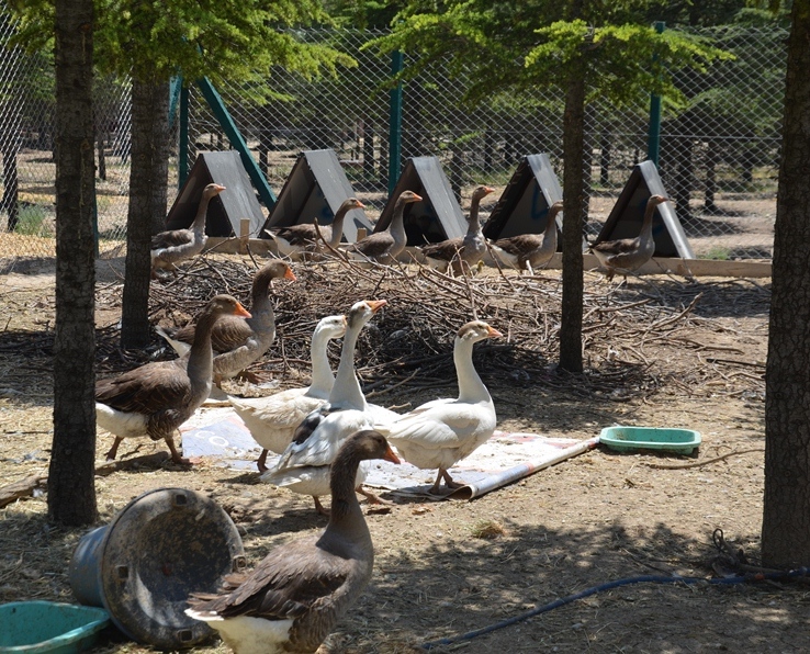 Şehrin yanı başındaki Akyokuş Çiftliği Konyalıları bekliyor