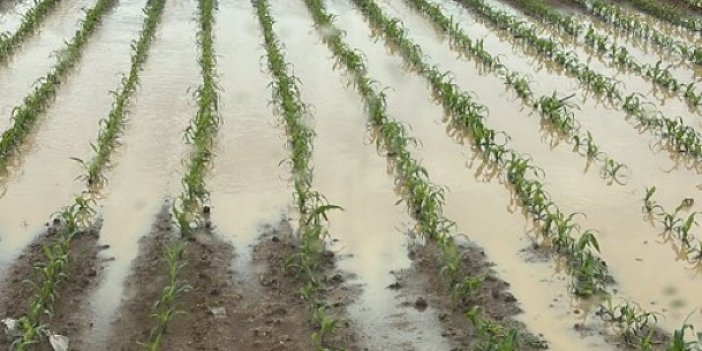 Konya'daki sağanak yağış sonrası tarlalar göle döndü