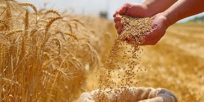 TMO 2025 Yılı Hububat Alım Fiyatlarını Açıkladı: Buğdaya 13.500 TL, Arpaya 11.000 TL