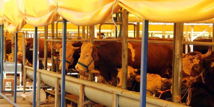 Bu fiyatları gördünüz mü? Et Konseyi canlı kurbanlık fiyatlarını açıkladı!