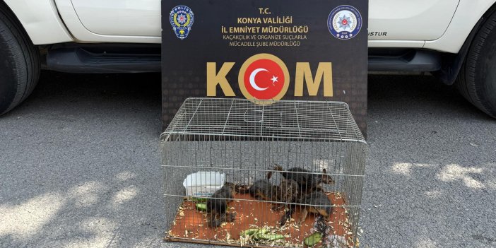 Yasadışı sincap ticareti operasyonunda 6 hayvan koruma altına alındı
