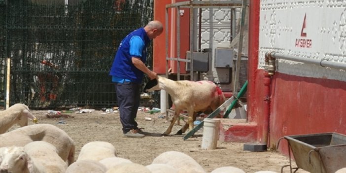 Cumhurbaşkanı Erdoğan'ın bağışladığı kurbanlık 2 koç, Konya'da kesildi