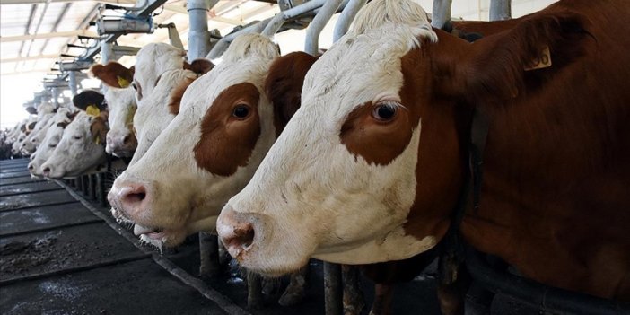 Kurban Bayramı sonrasında şap hastalığı tedirgin etti