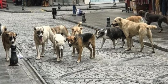 Konya'da barınaklardaki köpekler yeniden mi salındı?