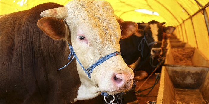 Konya'da kayıp kurbanlığını ararken düşünce silahı ateş alan besici vurularak öldü