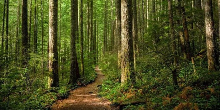 Konya'nın Kadınhanı ilçesinde ormanlık alanlarda piknik yapmak ve ateş yakmak yasaklandı