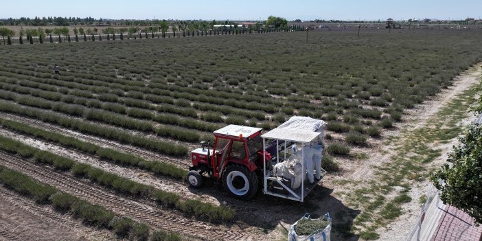 Türkiye'nin en büyüğü Konya'da! Hasadı başladı