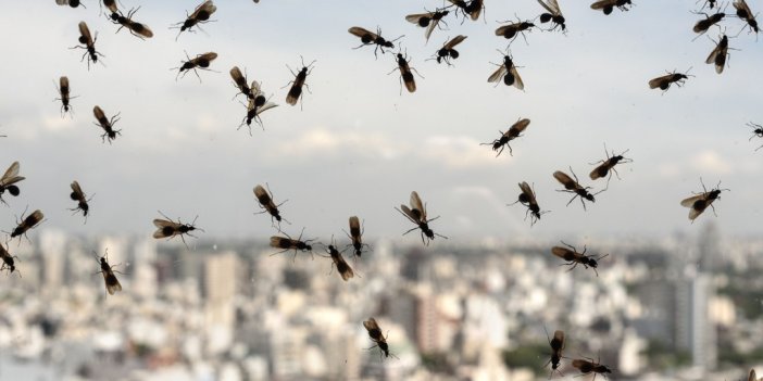Yağışlar sonrası sıcaklık birden artınca Konya'yı sivrisinekler bastı!