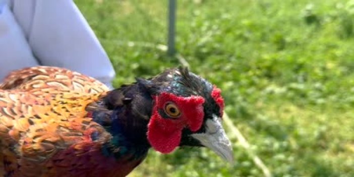 Padişah sofralarını süsleyen sülün eti gastronomi turizmine kazandırılacak