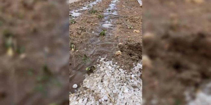 Konya'da aniden bastıran yağmur ekili alanlara zarar verdi