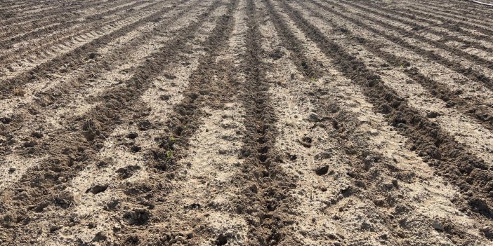 Konya'da mısır tarlalarına domuz dadandı!