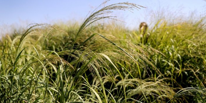 Alternatif yem bitkisi "dallı darı" su tüketimini ve üretim maliyetini düşürüyor