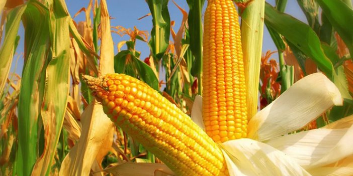 TMO 2025 mısır alım fiyatını açıkladı