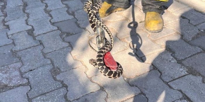 Konya'da evin bodrumuna giren yılan itfaiye ekibince yakalandı