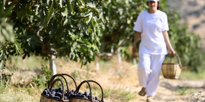 Kuru incir ihracatına yeni bir soluk: Siyah orak