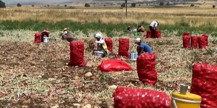 Hasadı yapıldı, tarlada 3 TL'ye tezgahta 15 TL'ye satılıyor!