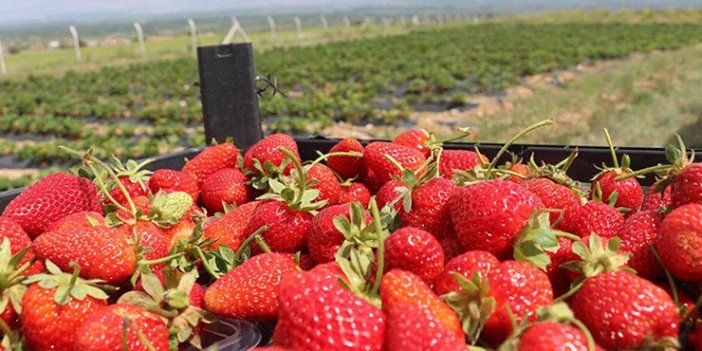 Konya'da çilek üreticisinin yüzü güldü