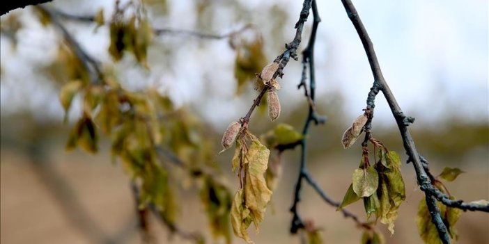Konya da dahil edildi! Zirai dondan etkilenen çiftçilere destek