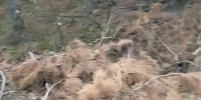 Konya’da kurumuş dallar yangına  davetiye çıkarıyor: Yetkililer sessiz!