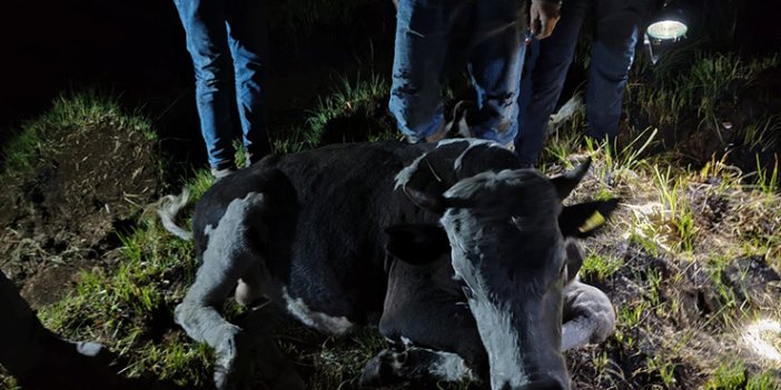 Seydişehir'de bataklığa saplanan inek kurtarıldı