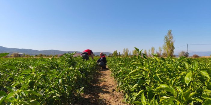 Beyşehir'deki bitkisel üretim takip altında