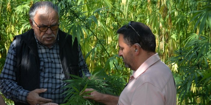 ‘Kenevirin Başkenti’ Çumra olacak