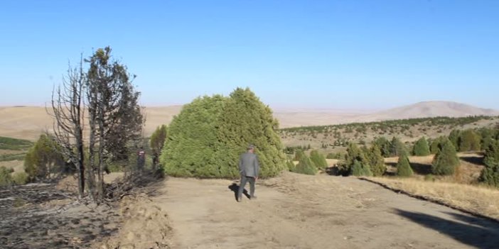Konya'daki yangında 40 dönüm alan zarar gördü