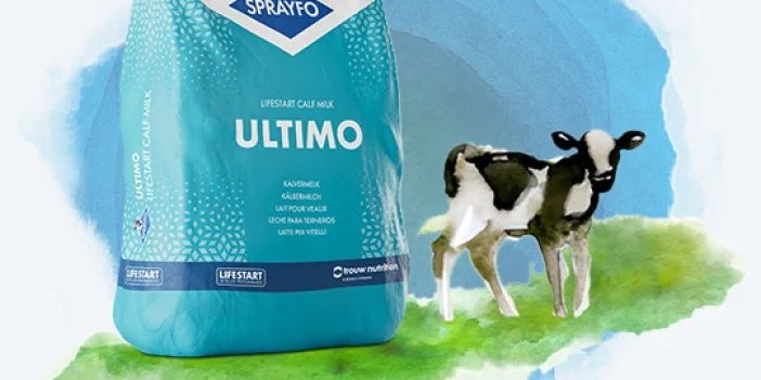 Sprayfo Ultimo ile buzağılarda daha hızlı büyüme ve 3 hafta erken üreme