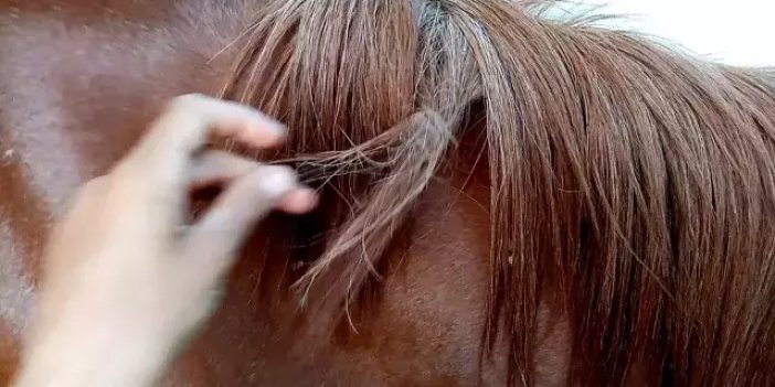 Albastı nedir bu alkarası, kimlere musallat oluyor?