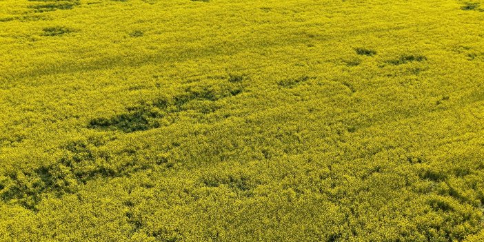 Konya'da o ilçeden üreticilere tohum desteği