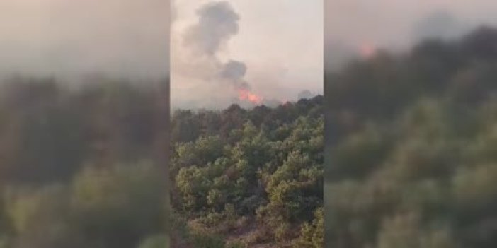 Konya'da sazlık alandaki yangın ormana sıçradı