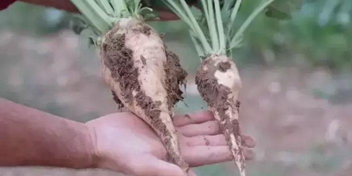 Şeker pancarı alım fiyatı ton başına 2 bin 975 TL olarak belirlendi