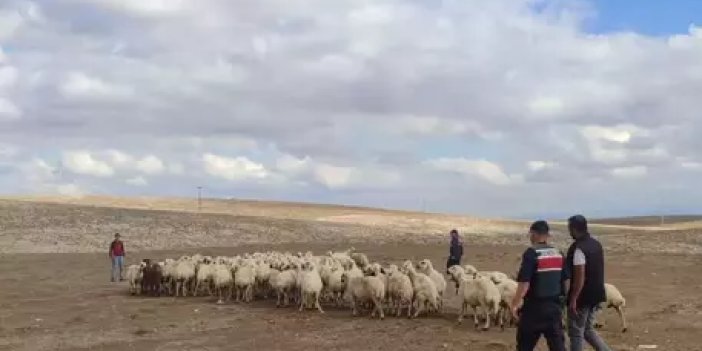 Kaybolan koyunlar Jandarma ekipleri tarafından dronla bulundu