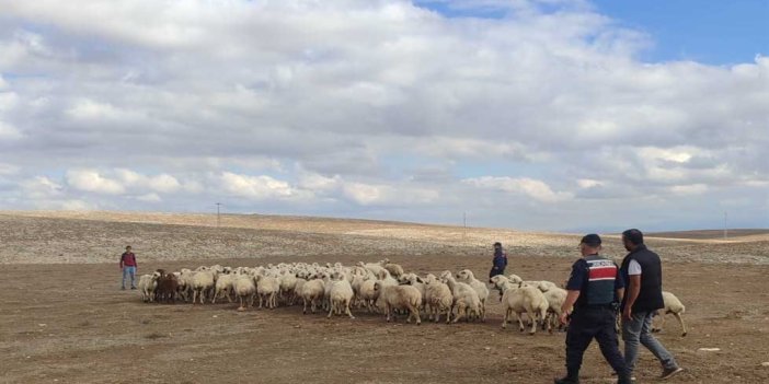 Konya'da kaybolan koyunlar dron sayesinde bulundu
