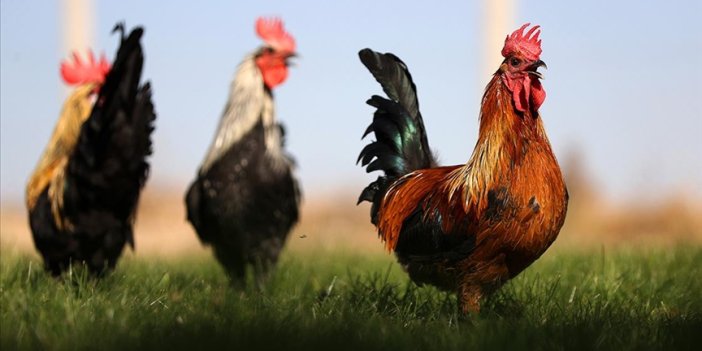 Meşhur horozun ırkı Konya'da korunuyor