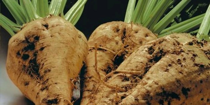 Şeker pancarı alım fiyatı 3 bin 100 TL olarak güncellendi